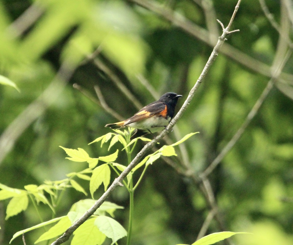 American Redstart - ML450503561