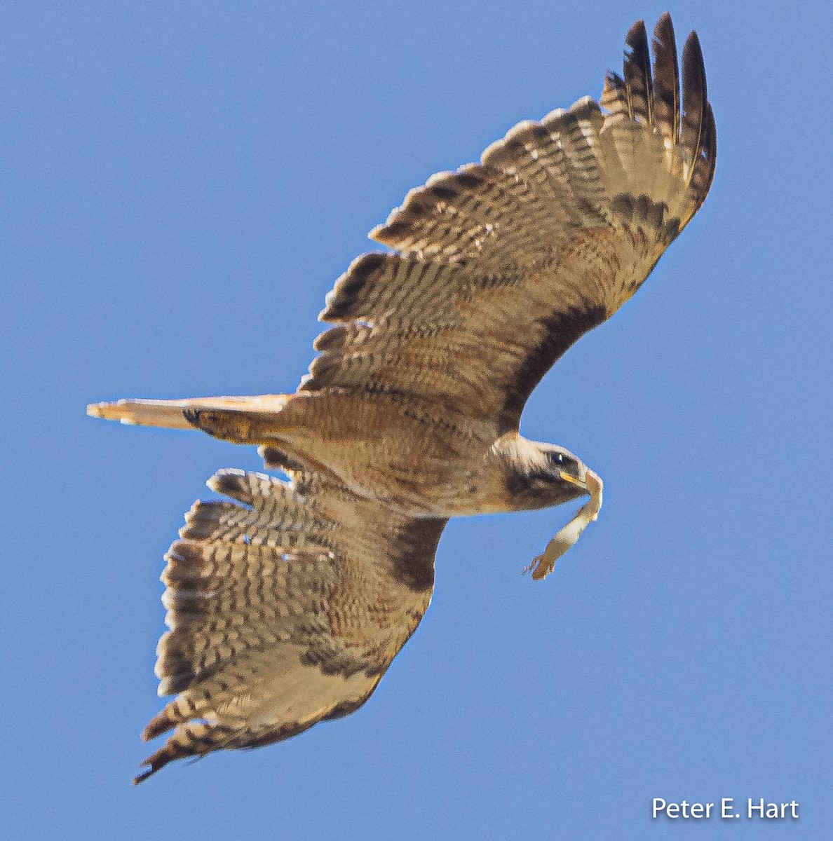 Red-tailed Hawk - ML450503591