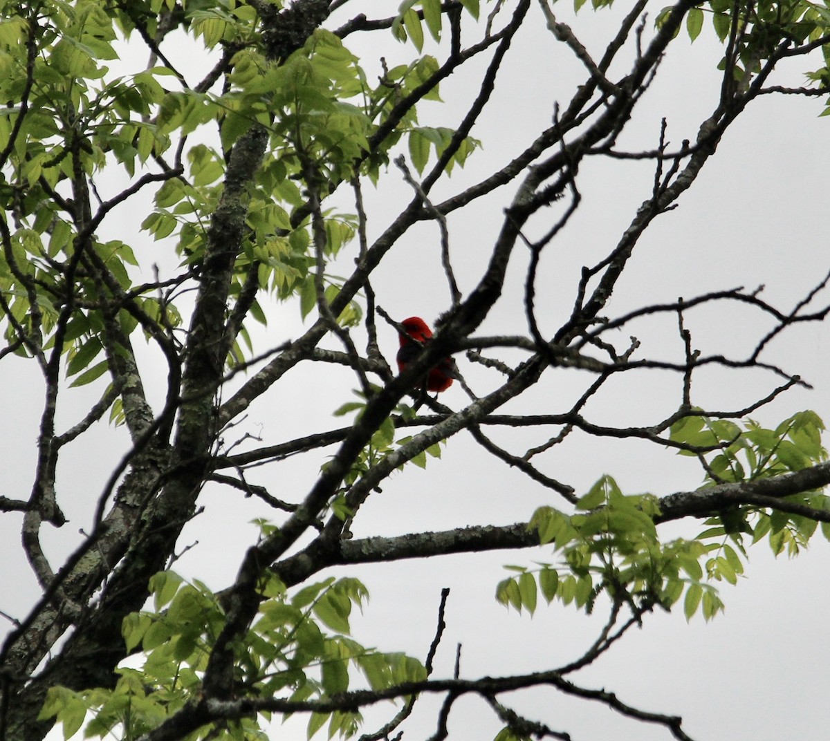 Scarlet Tanager - ML450503851