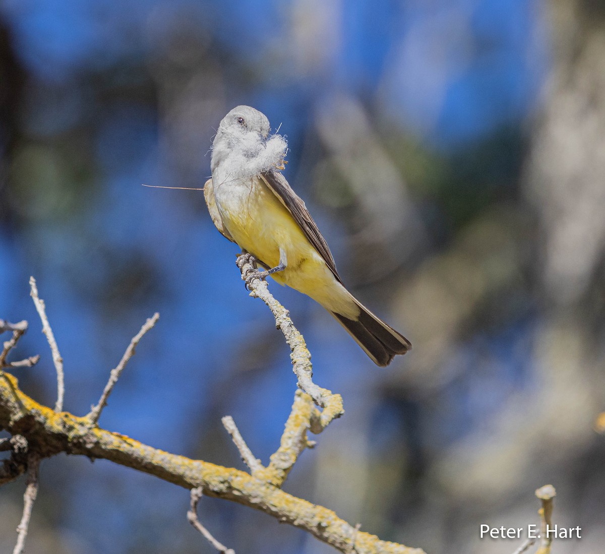 Western Kingbird - ML450504061