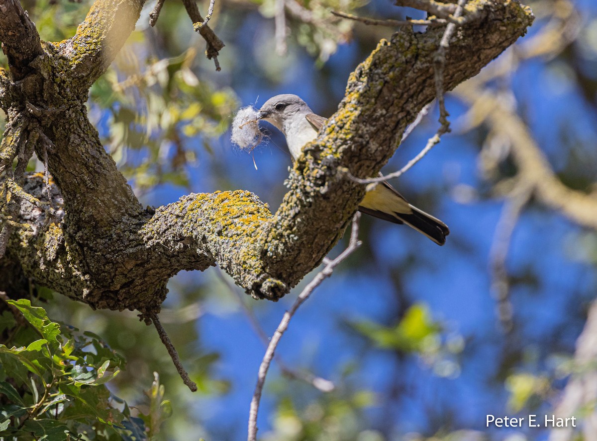 Western Kingbird - ML450504071