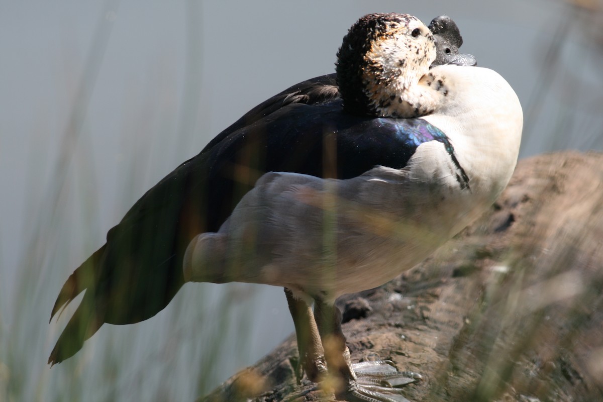 Canard à bosse - ML45050411