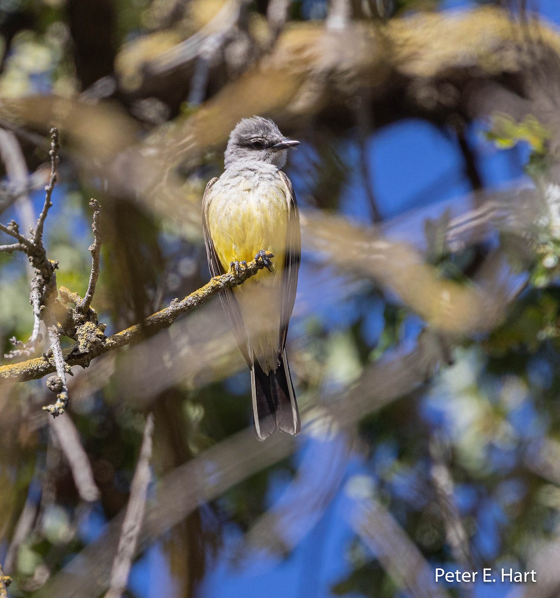 Western Kingbird - ML450504241