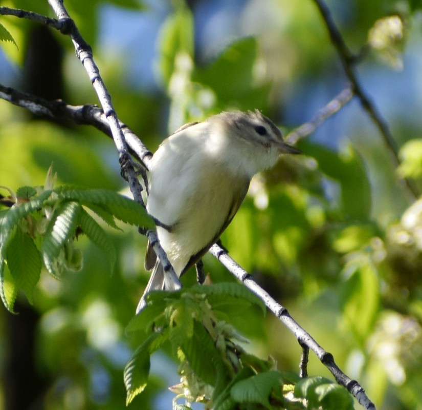 Warbling Vireo - Regis Fortin