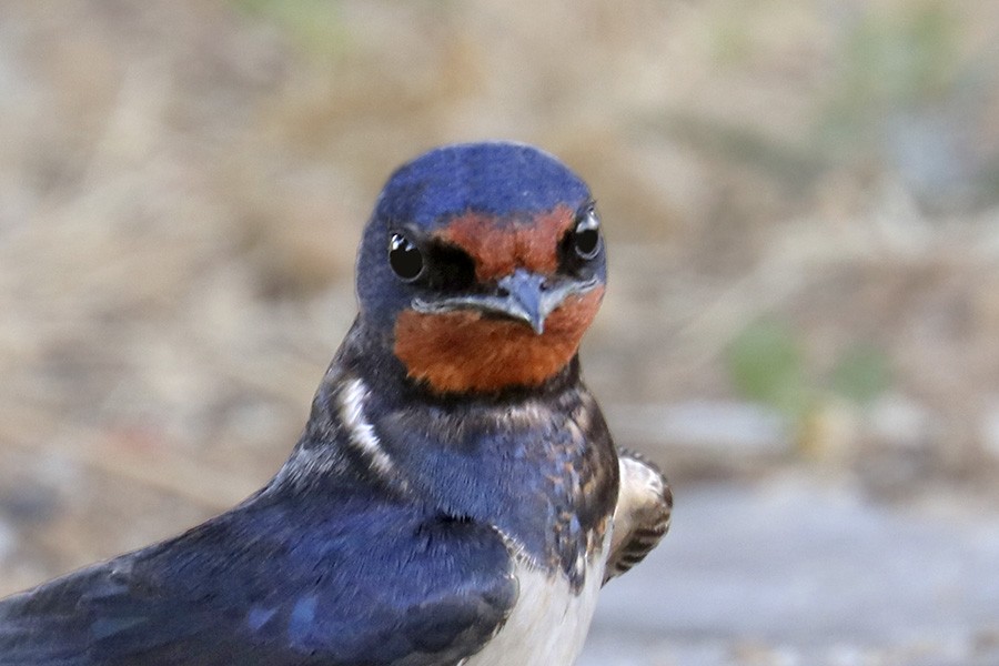 Barn Swallow - Francisco Barroqueiro