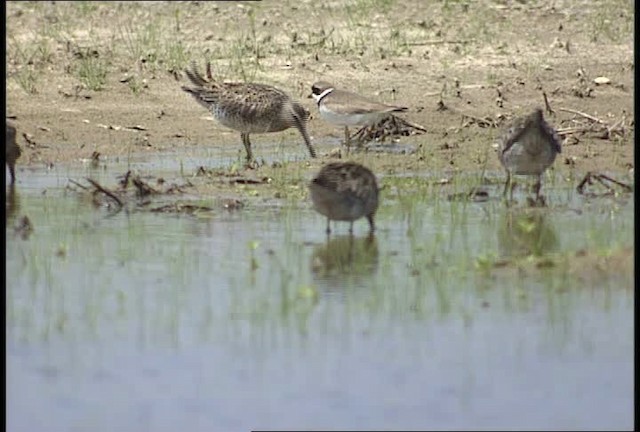 Short-billed Dowitcher - ML450505