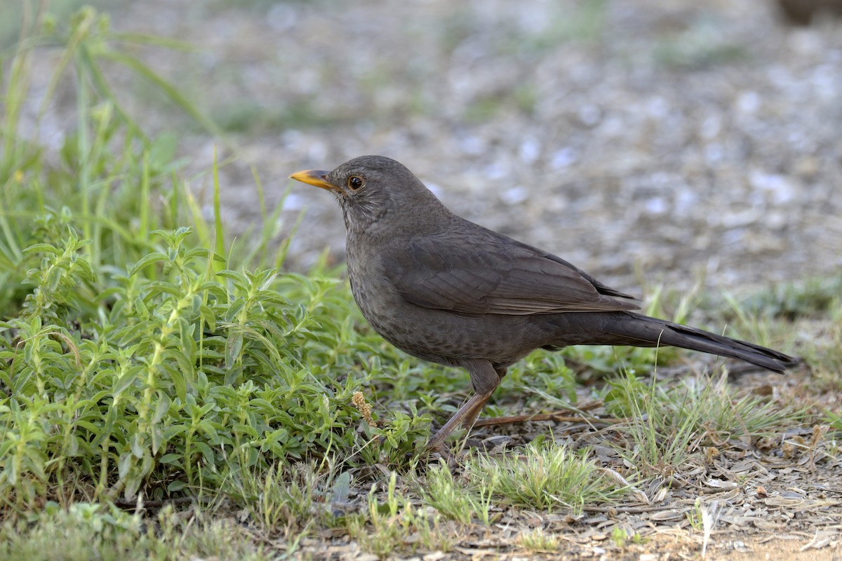 Eurasian Blackbird - ML450505241