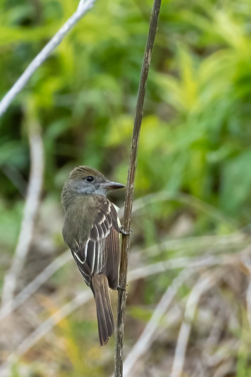 Great Crested Flycatcher - Gustino Lanese