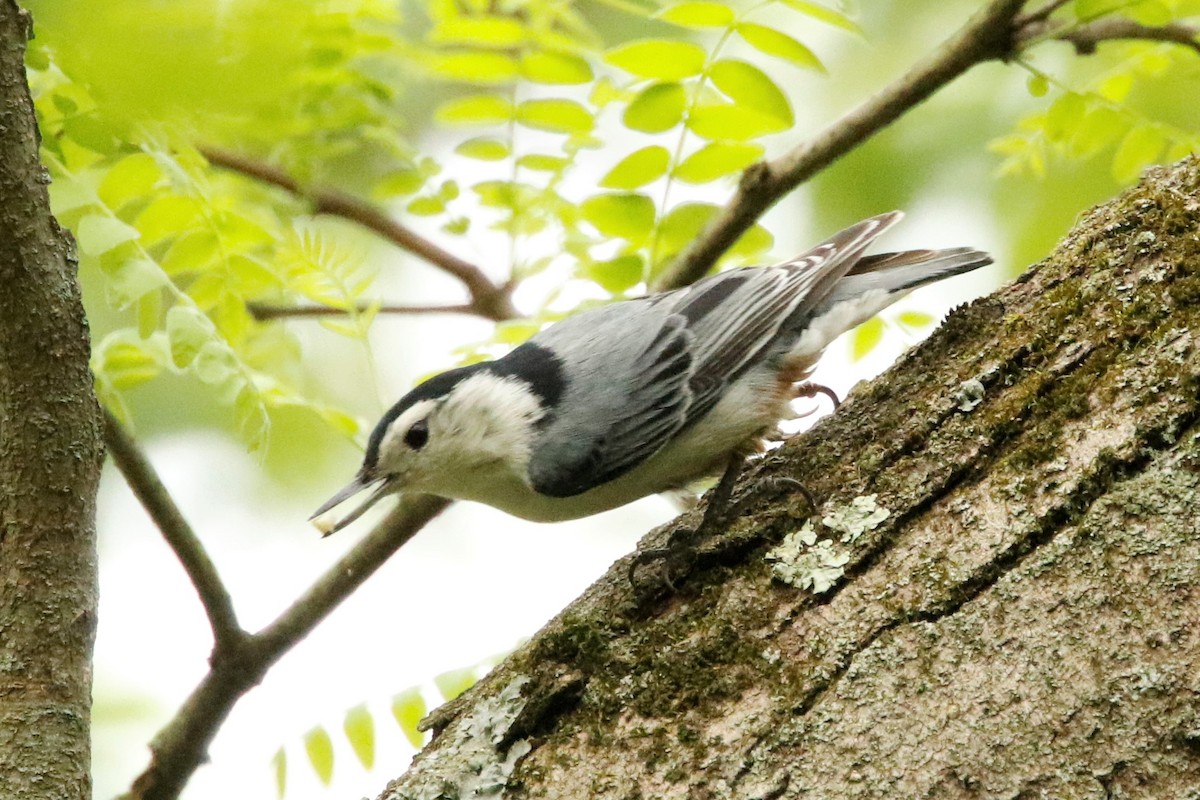 White-breasted Nuthatch - ML450506351