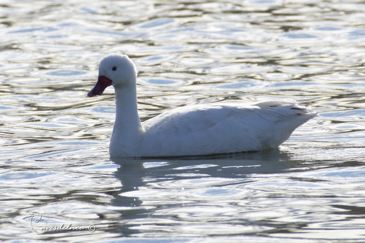 Coscoroba Swan - ML450506631