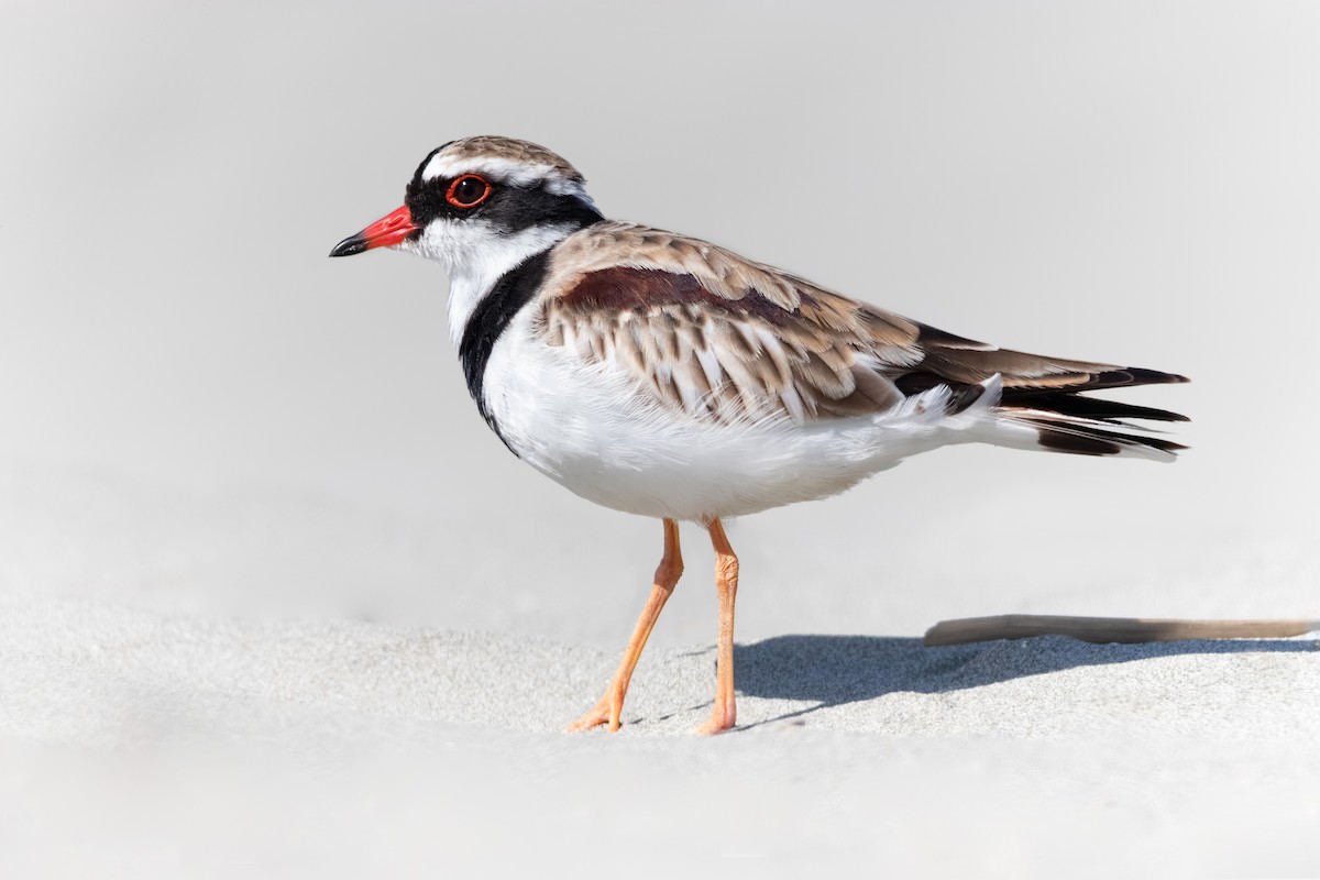 Black-fronted Dotterel - ML450507111