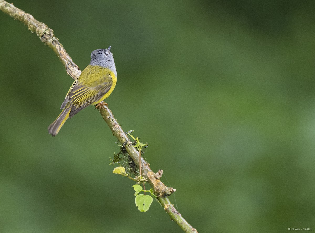 Gray-headed Canary-Flycatcher - ML450507471