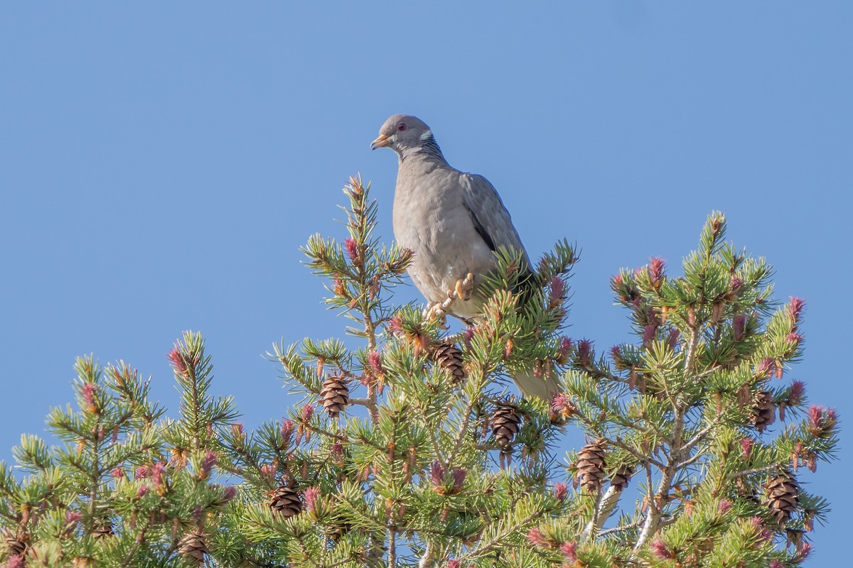 Band-tailed Pigeon - ML450508841