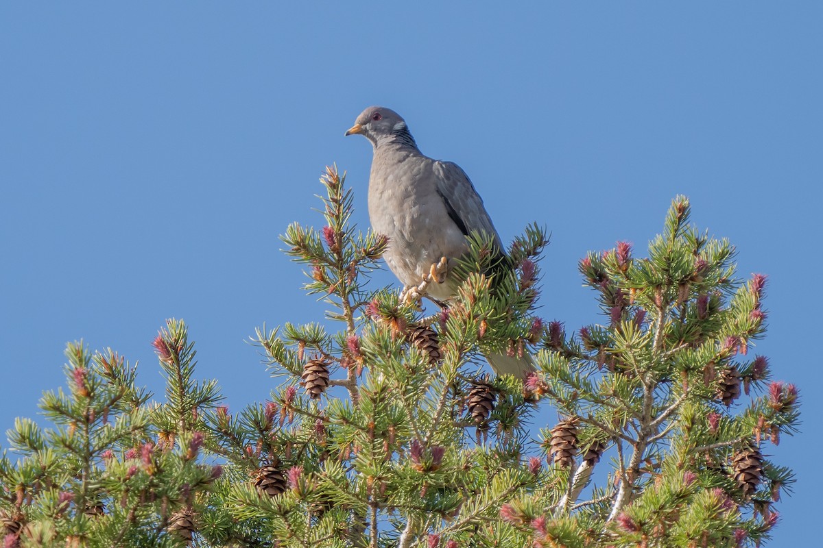 Band-tailed Pigeon - ML450508891