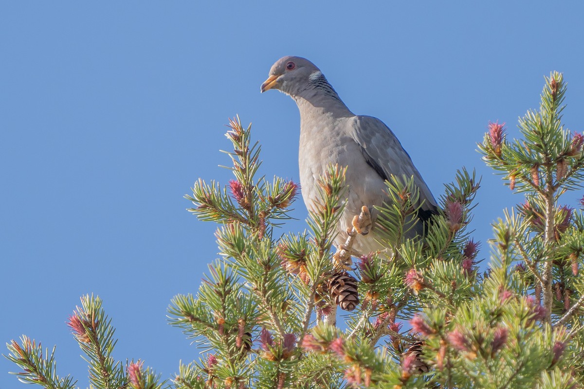 Band-tailed Pigeon - ML450508921
