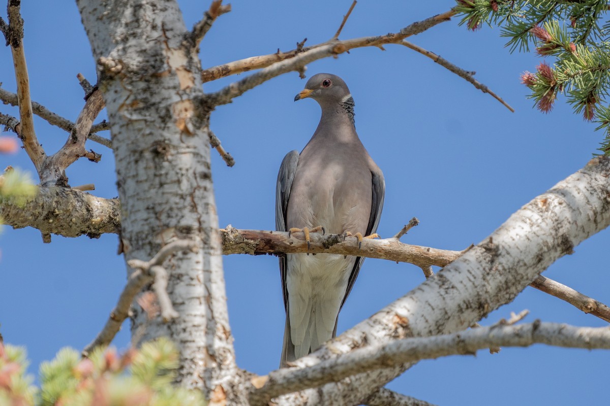 Band-tailed Pigeon - ML450508961