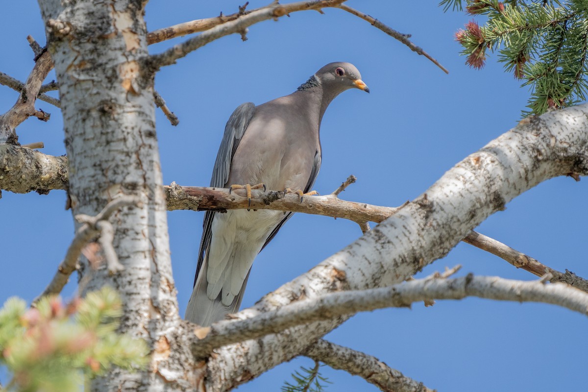 Band-tailed Pigeon - ML450508971