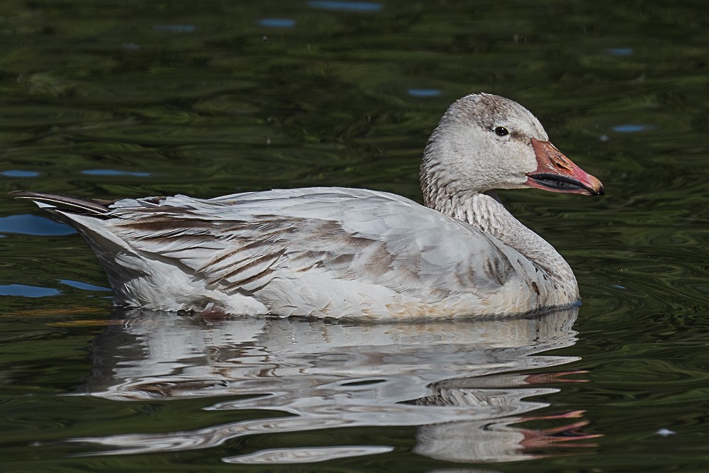 Snow Goose - ML450509361