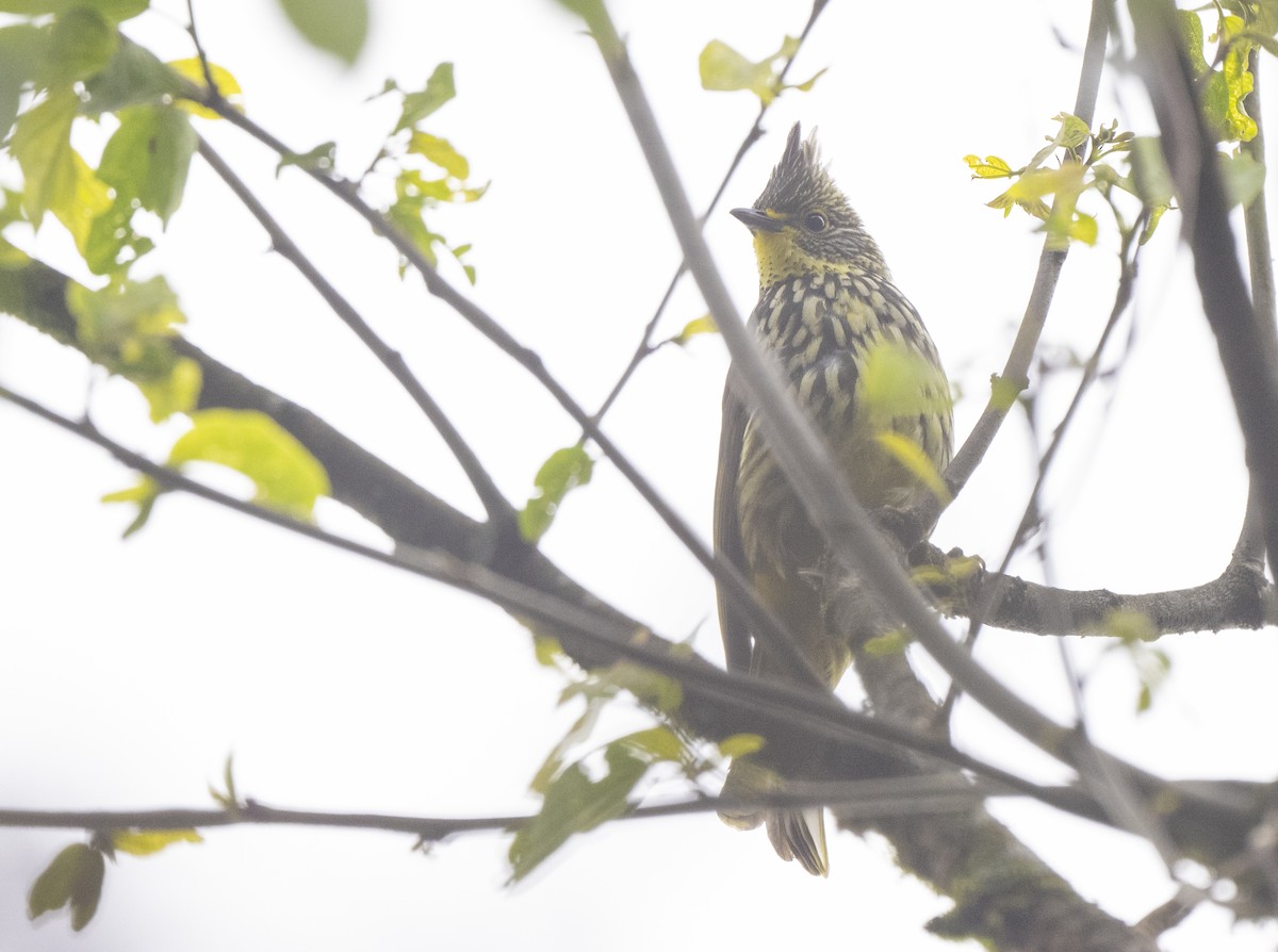 Bulbul strié - ML450509461