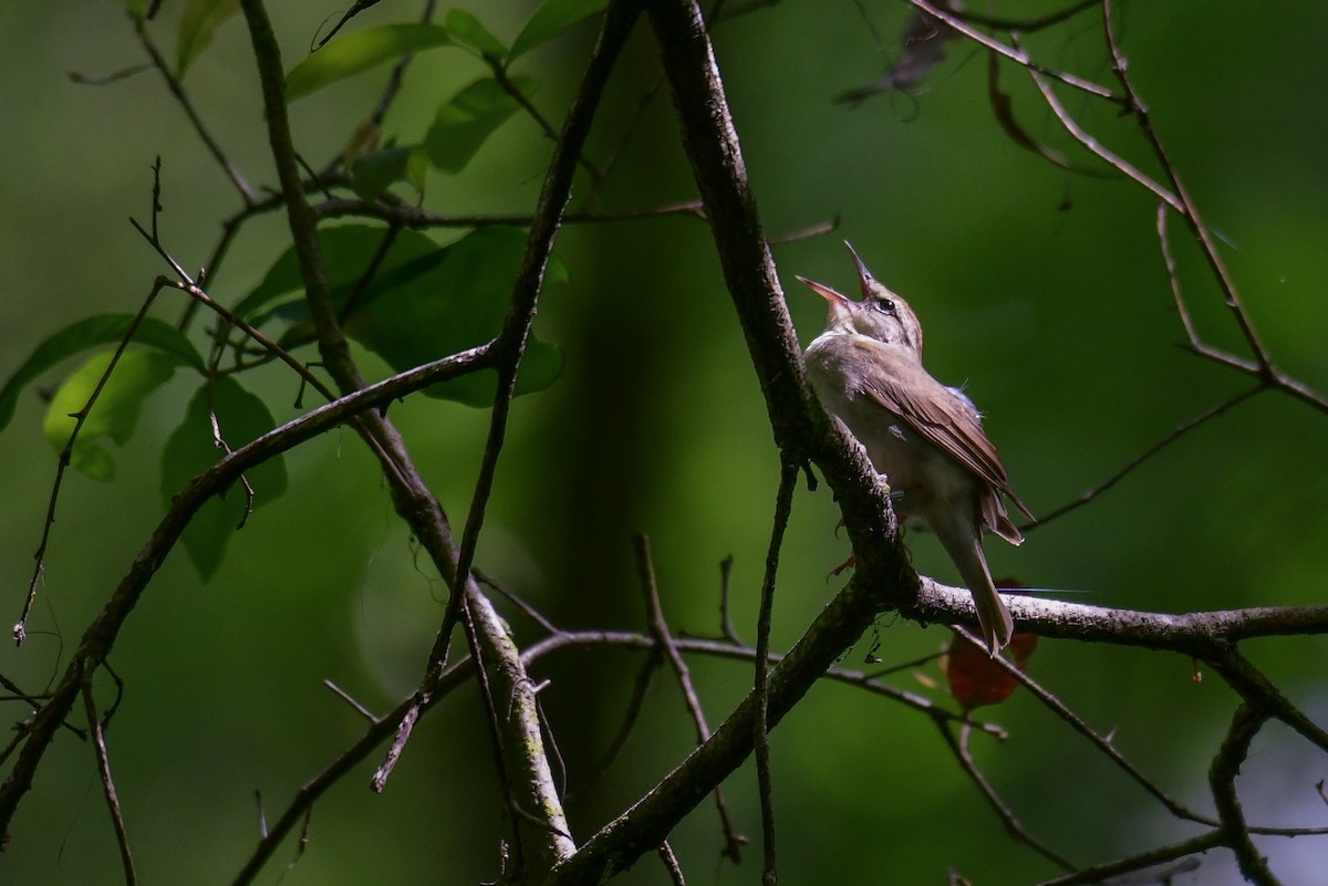 Swainson's Warbler - Raphaël Nussbaumer