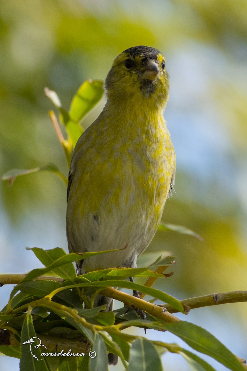 Black-chinned Siskin - ML450513841