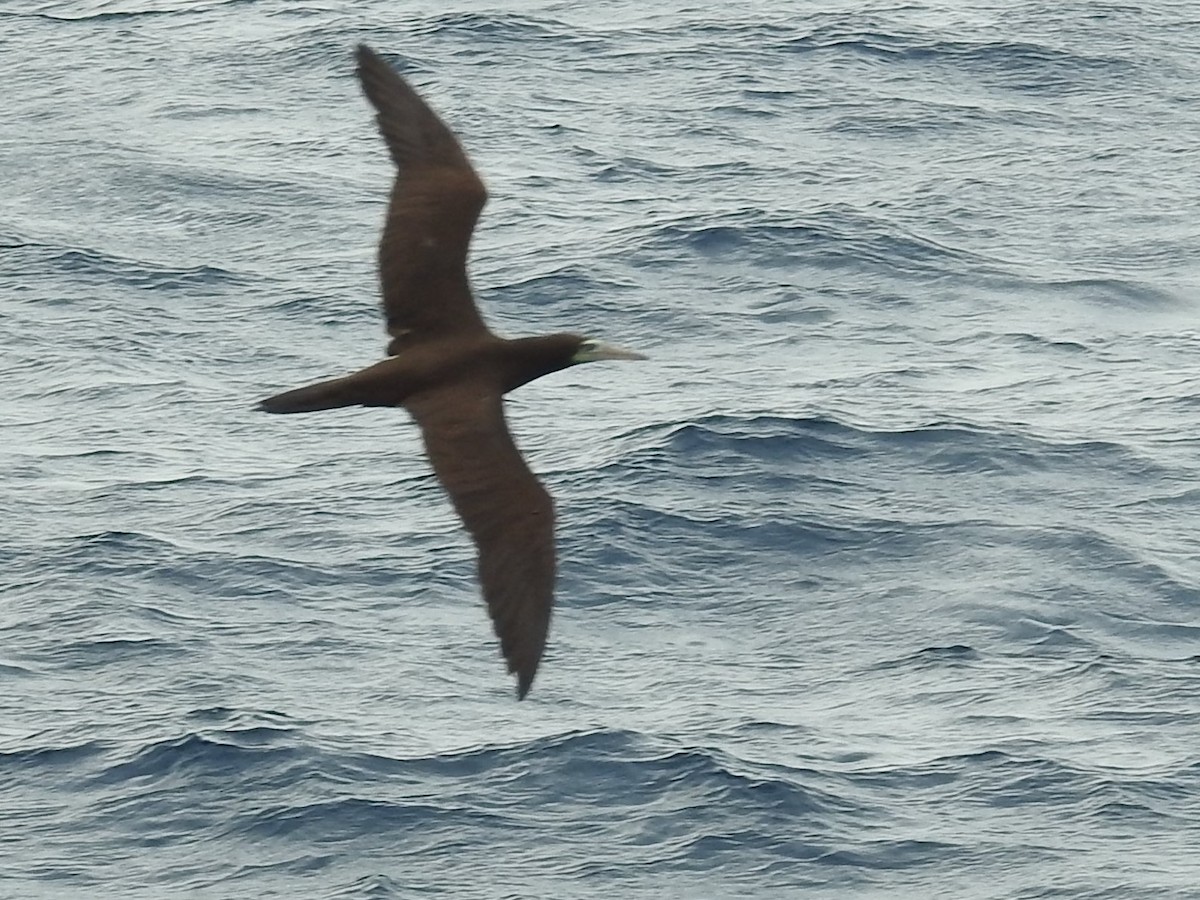 Brown Booby - Paul Waton