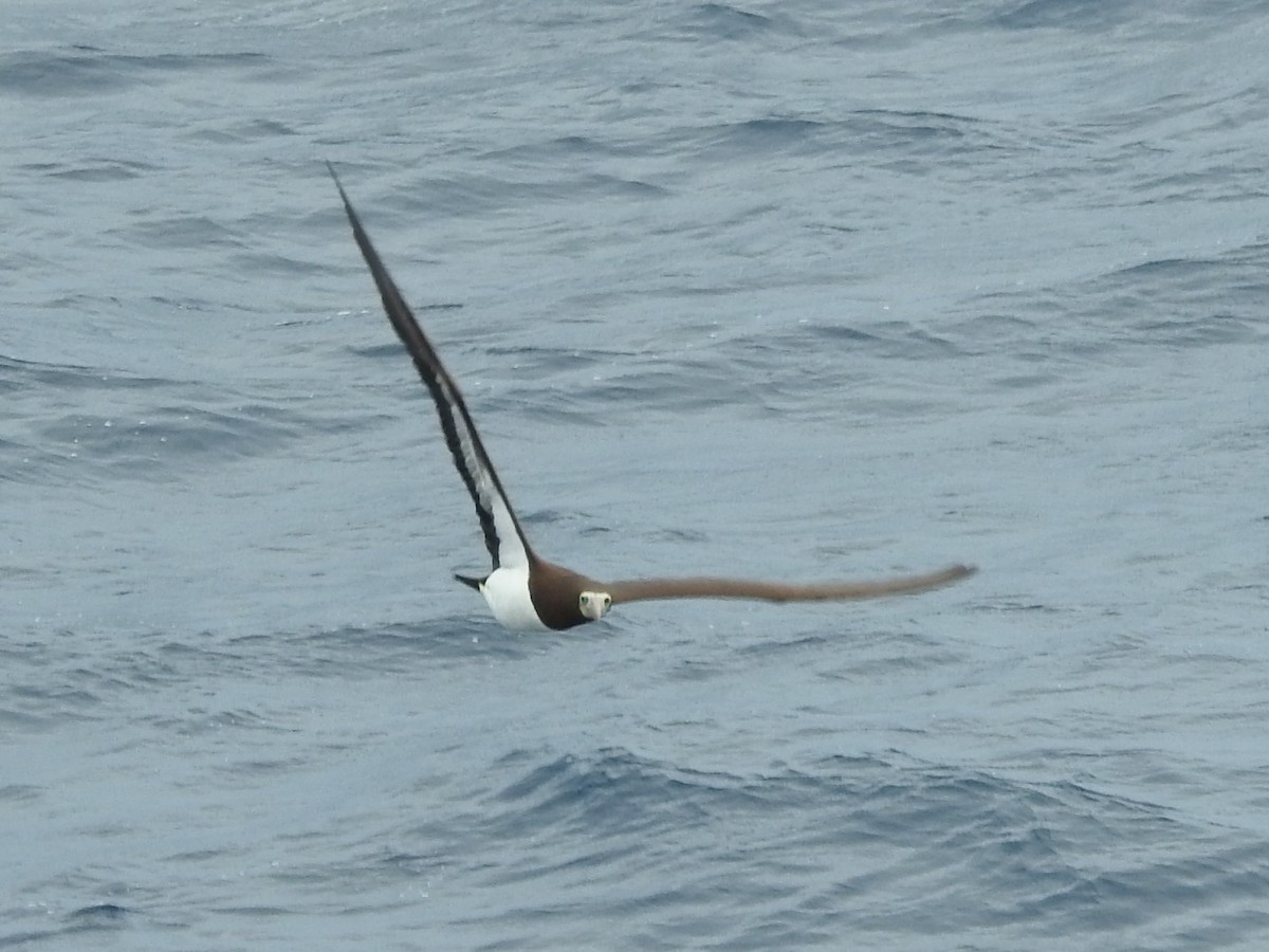 Brown Booby - Paul Waton