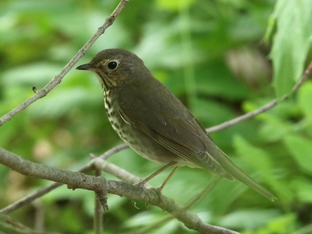 Gray-cheeked Thrush - ML450516151