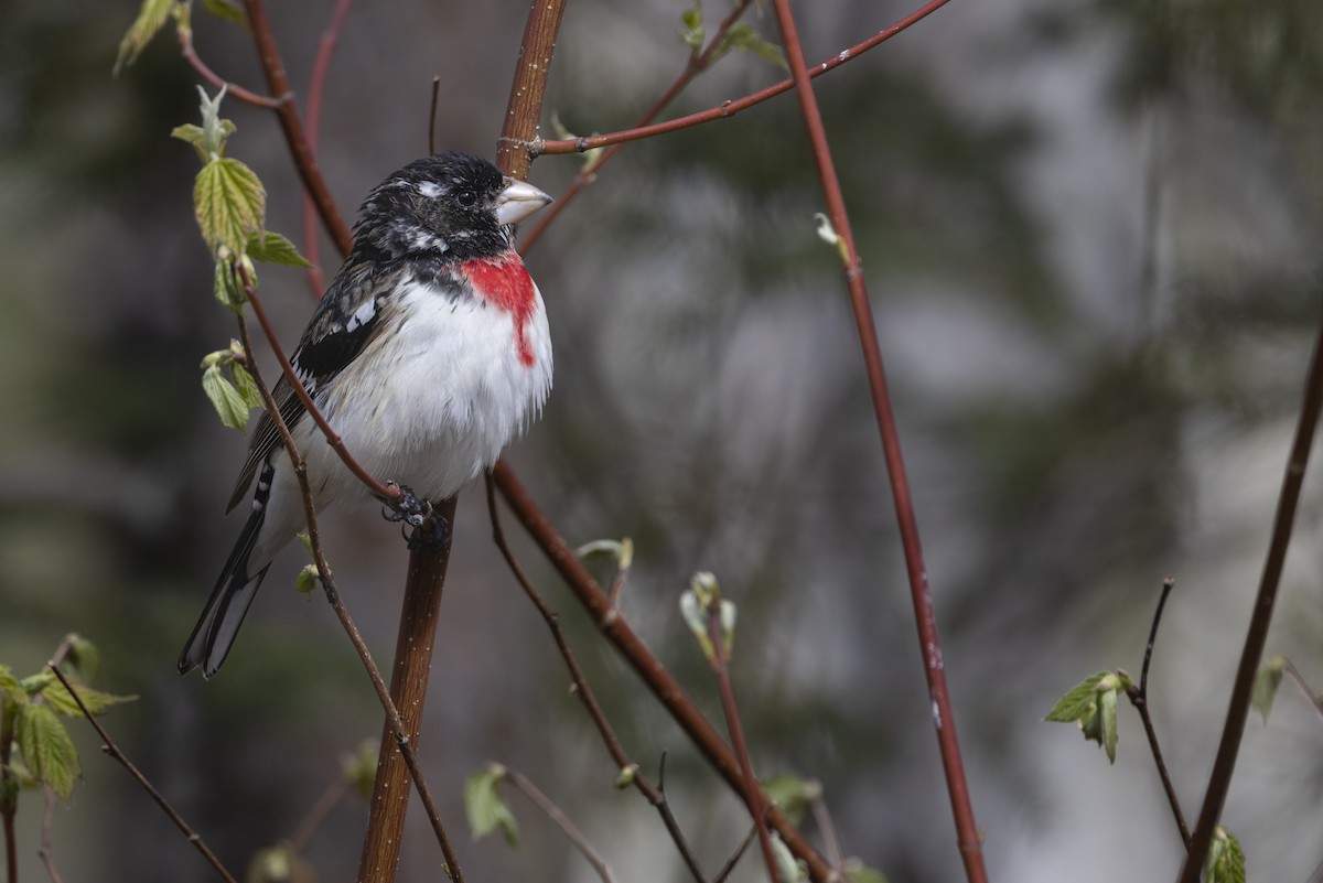 Rose-breasted Grosbeak - ML450516591