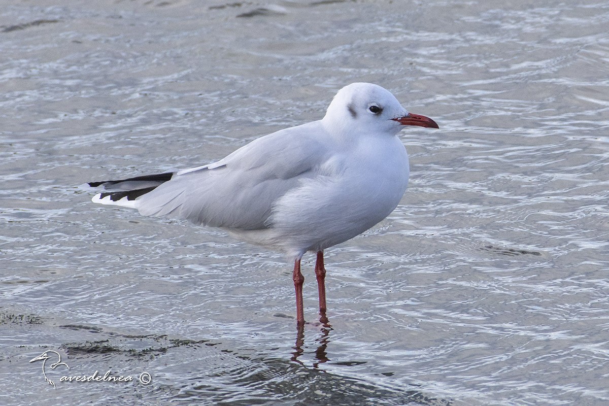 Brown-hooded Gull - ML450517281