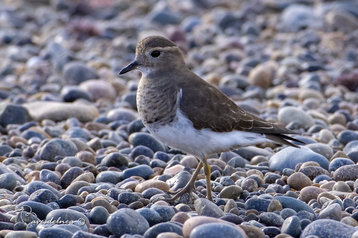 Rufous-chested Dotterel - ML450517521