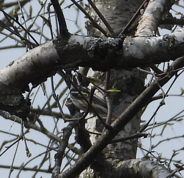 Black-and-white Warbler - ML450517711