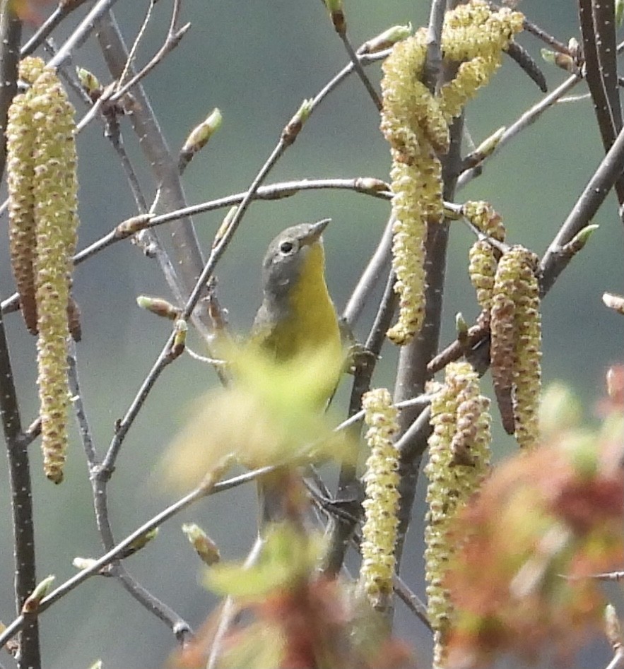 Nashville Warbler - ML450517951