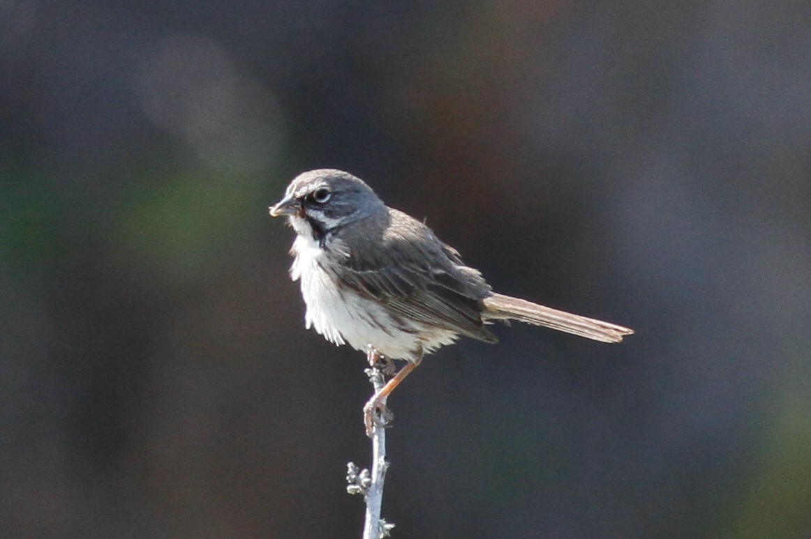 Bell's Sparrow (clementeae) - Justyn Stahl