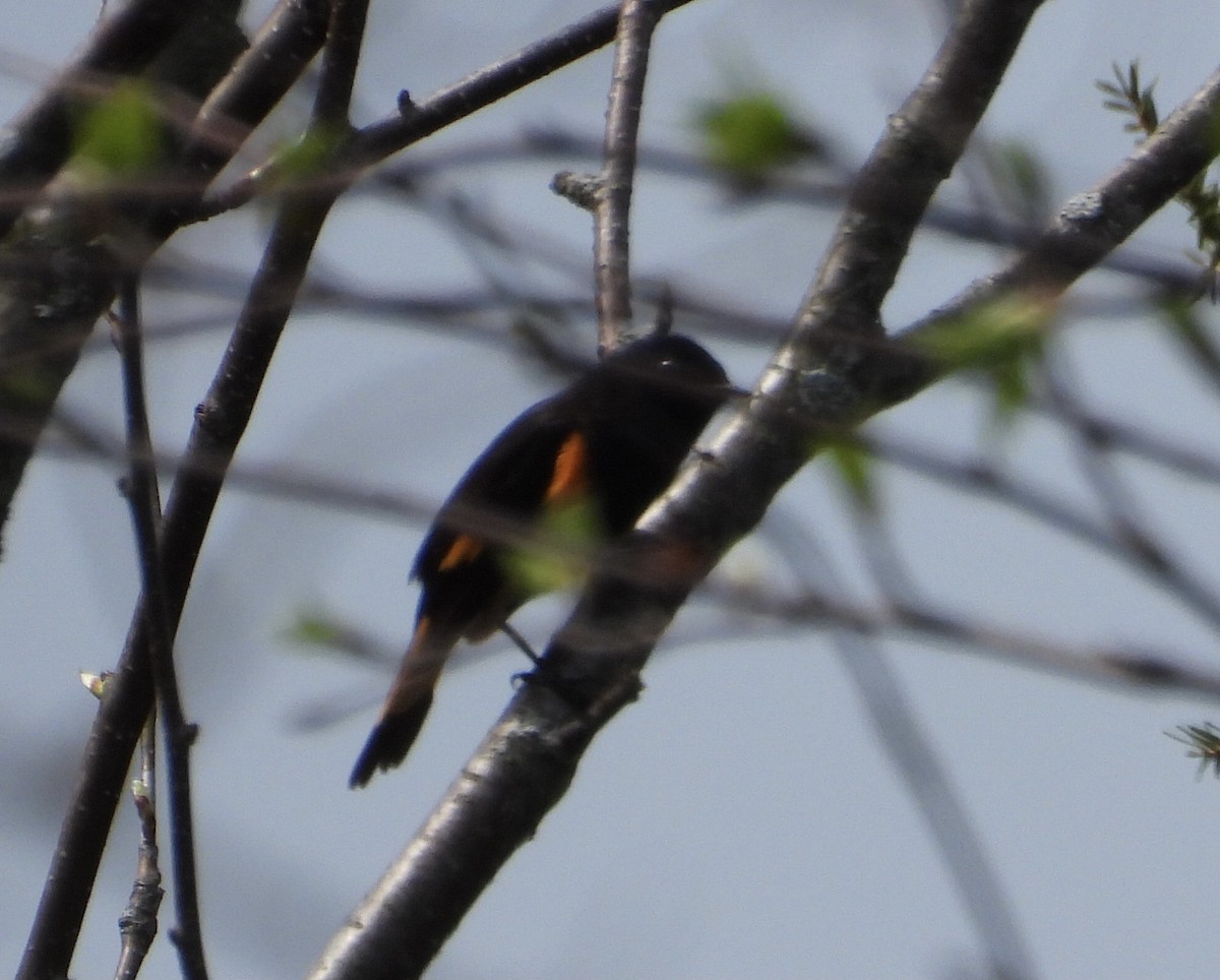 American Redstart - ML450518271
