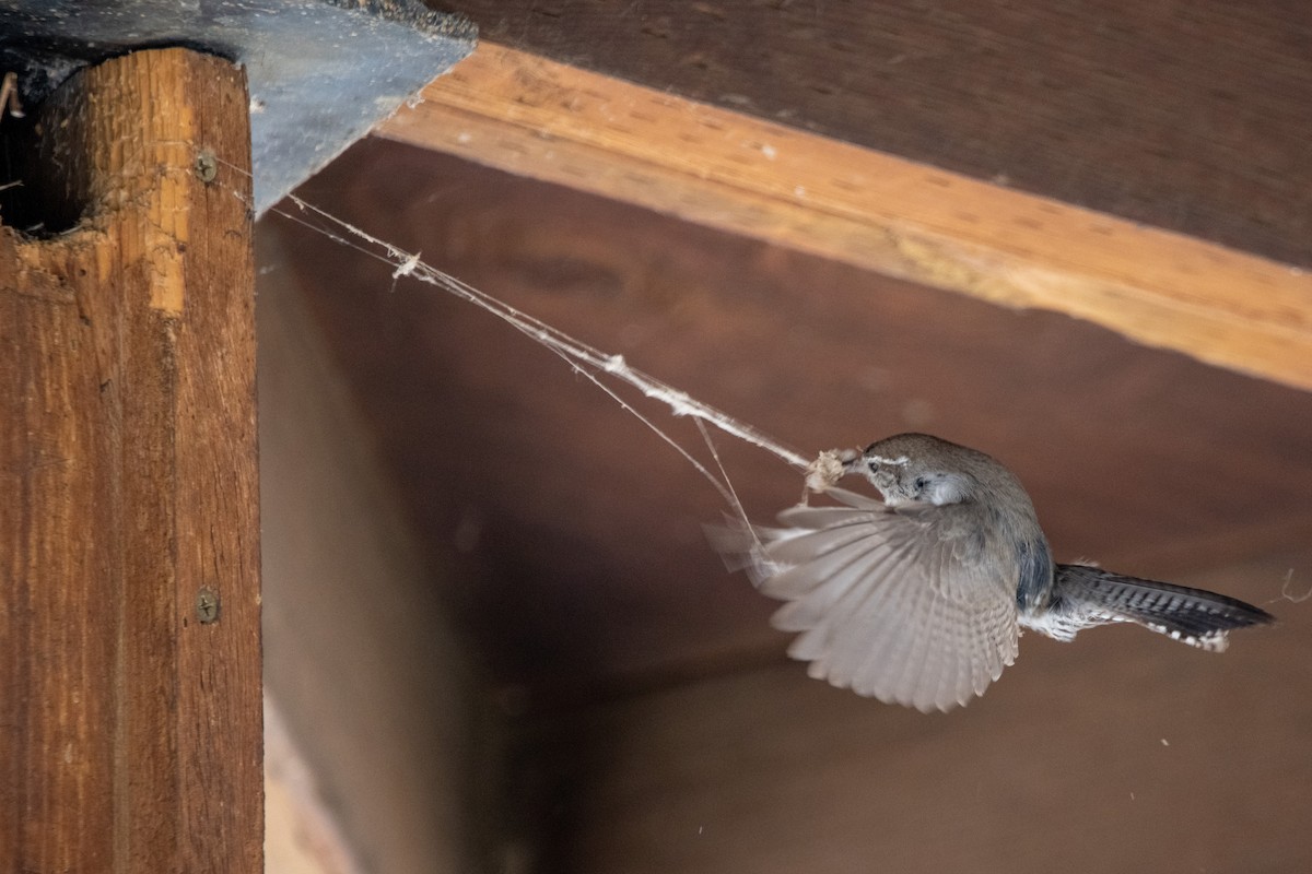Bewick's Wren - ML450518471
