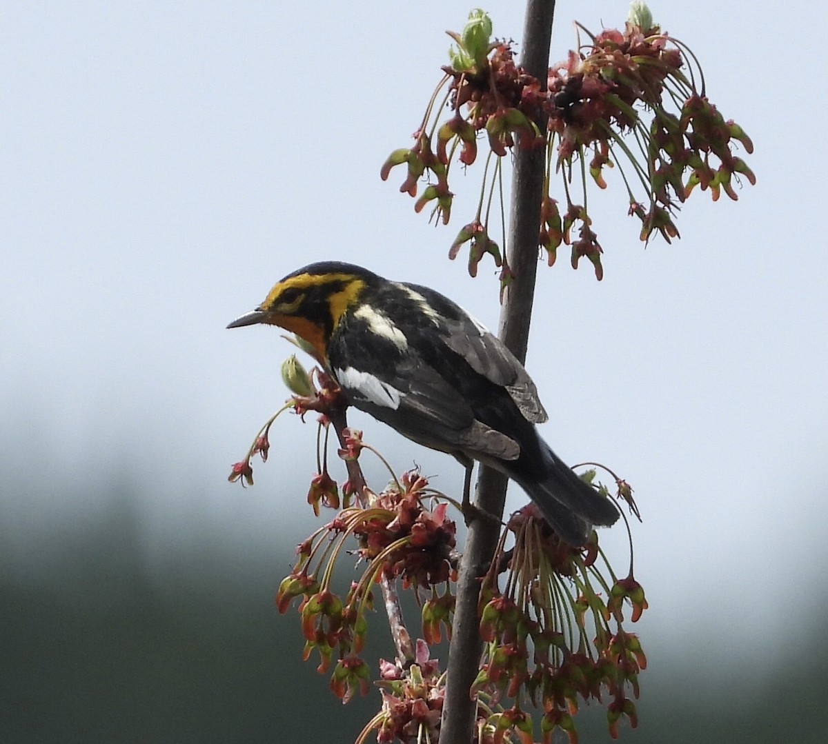Blackburnian Warbler - ML450518531