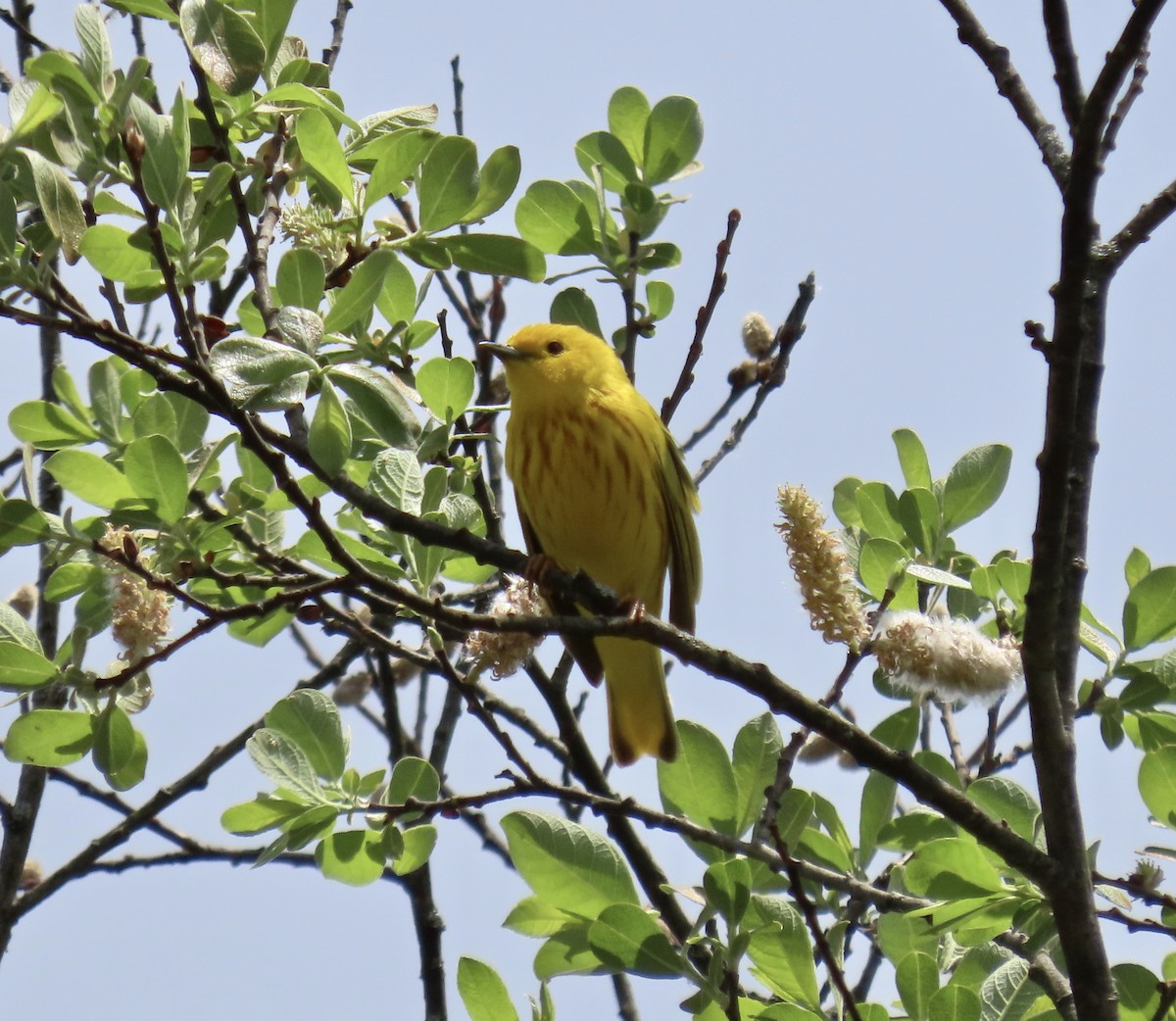 Yellow Warbler - ML450518881