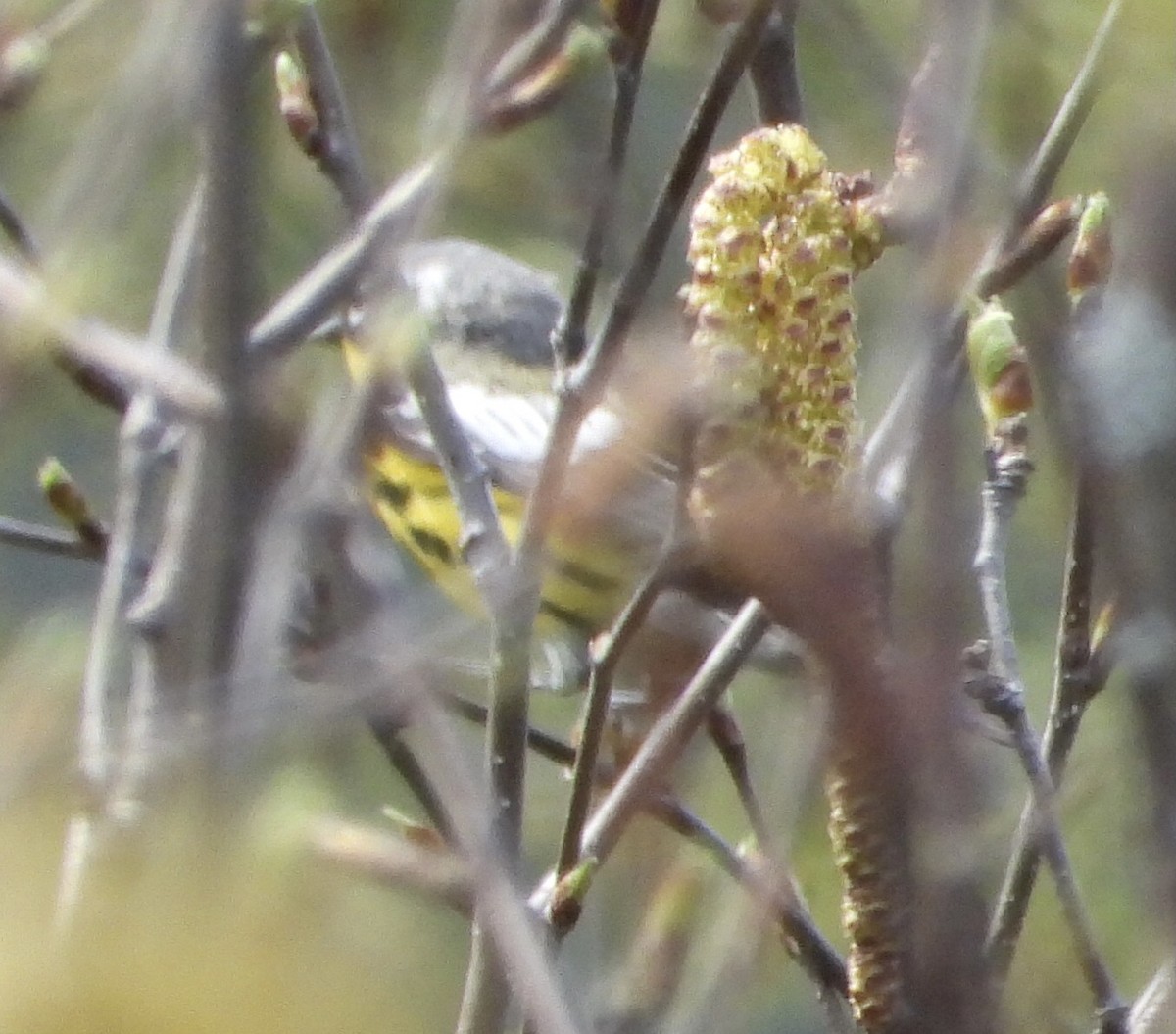 Magnolia Warbler - ML450518981