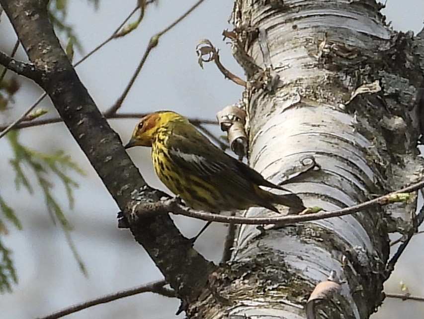 Cape May Warbler - ML450520211