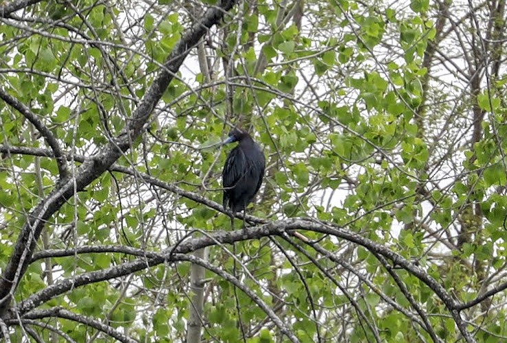 Little Blue Heron - Ruth Smith