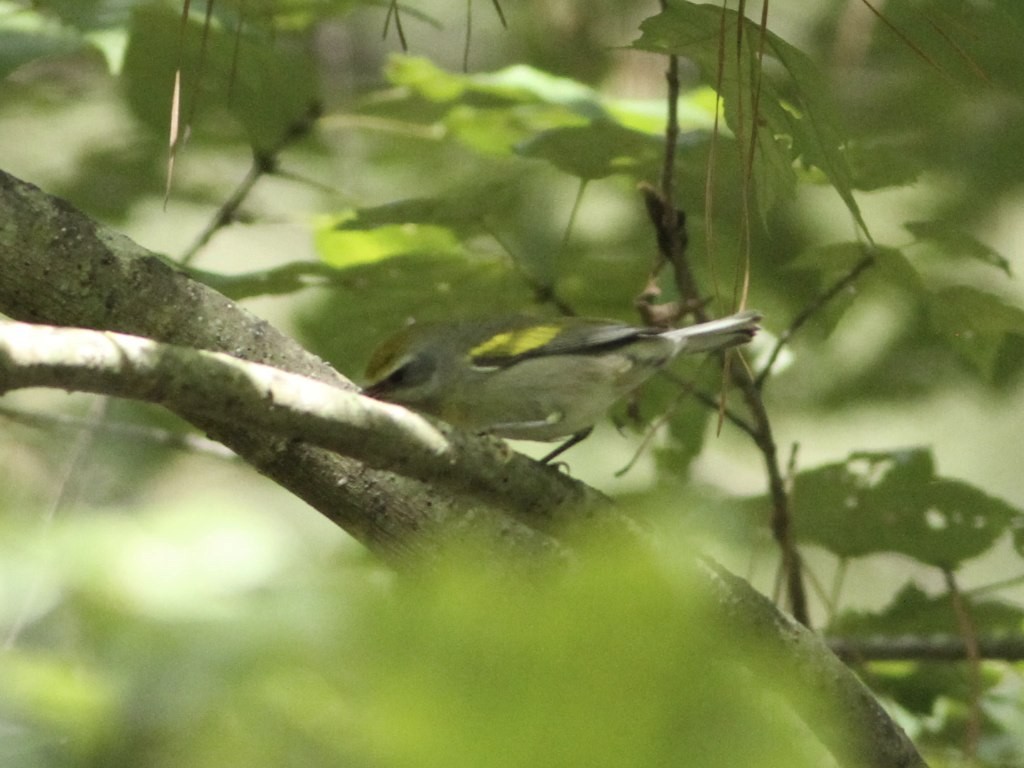 Golden-winged Warbler - ML45052181