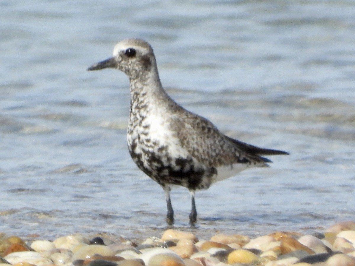 Black-bellied Plover - ML450523101