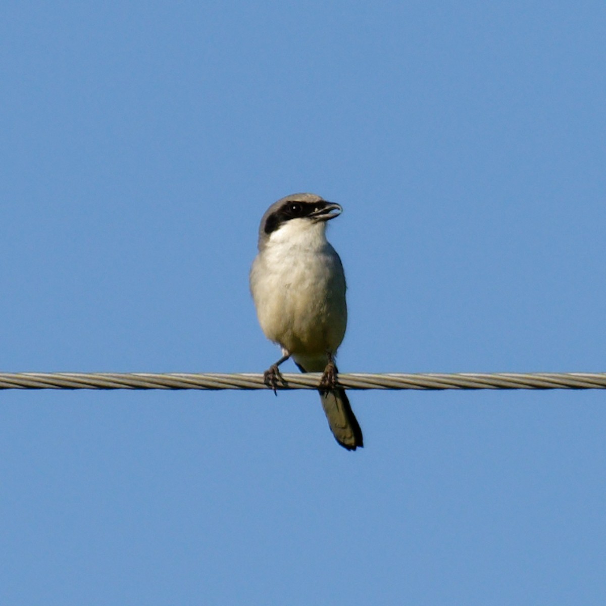 Loggerhead Shrike - ML450524131
