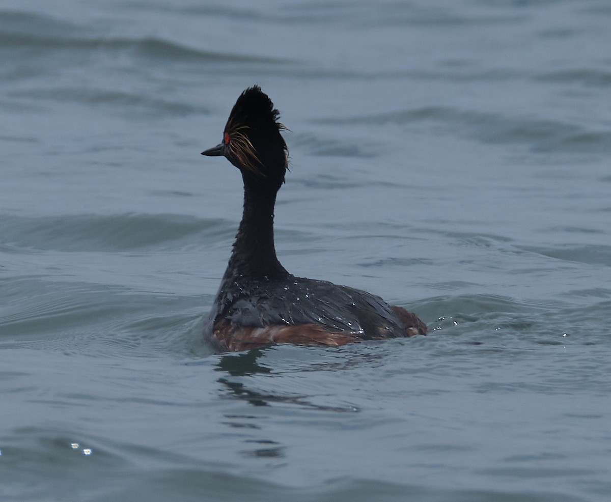 Eared Grebe - ML450526111