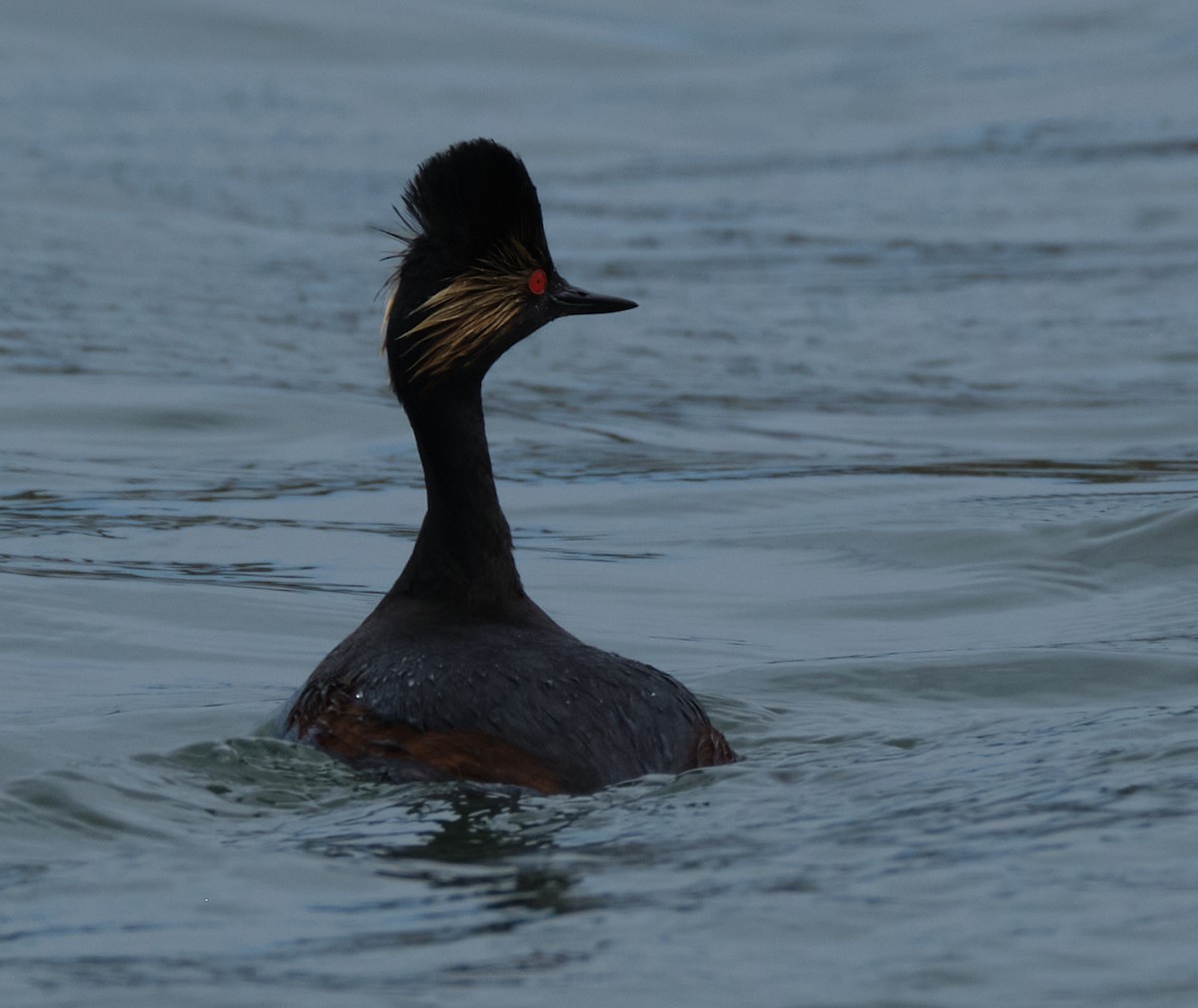 Eared Grebe - ML450526151