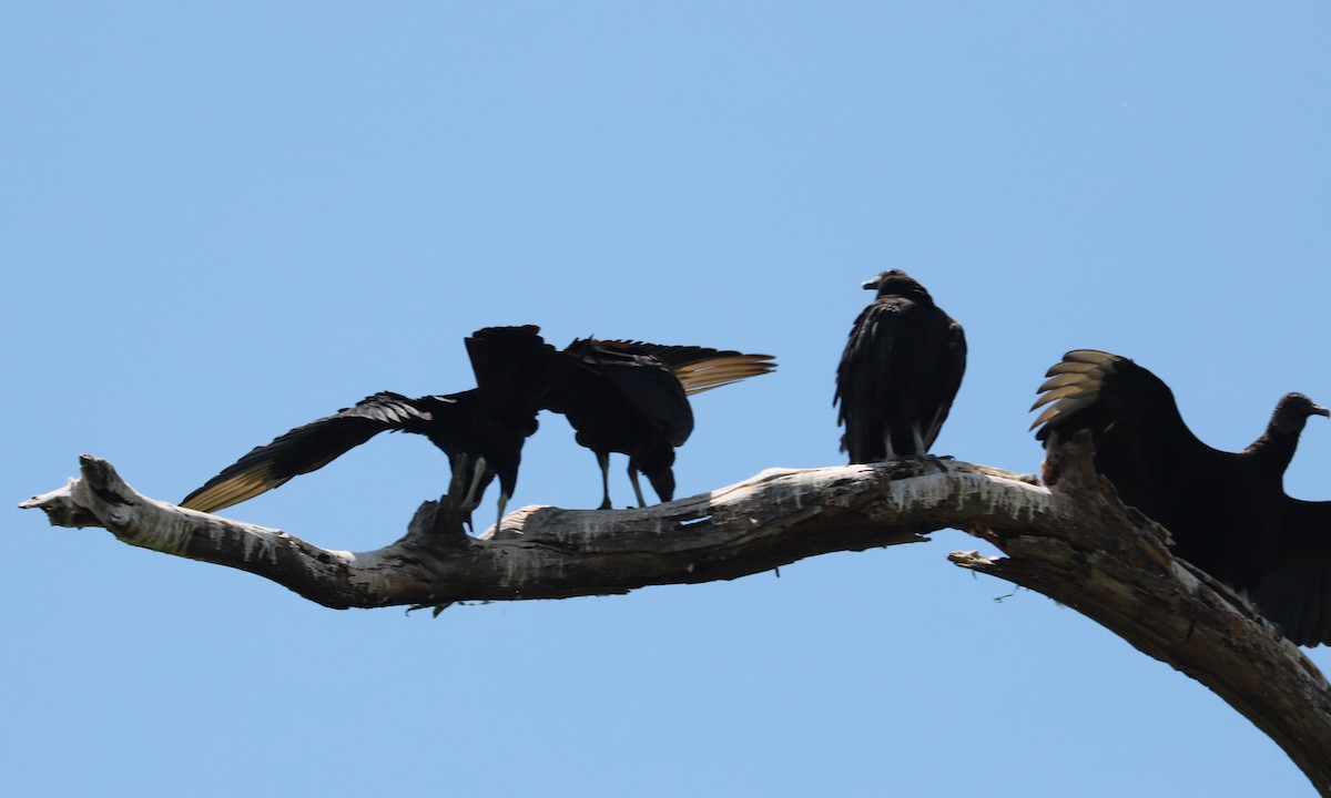 Black Vulture - ML450526291