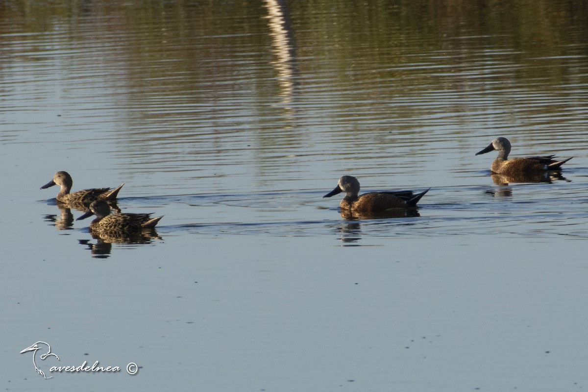 Red Shoveler - ML450527041