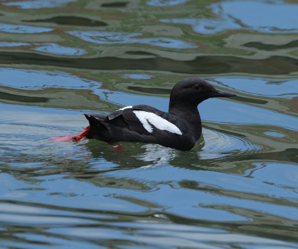 Pigeon Guillemot - ML450527261