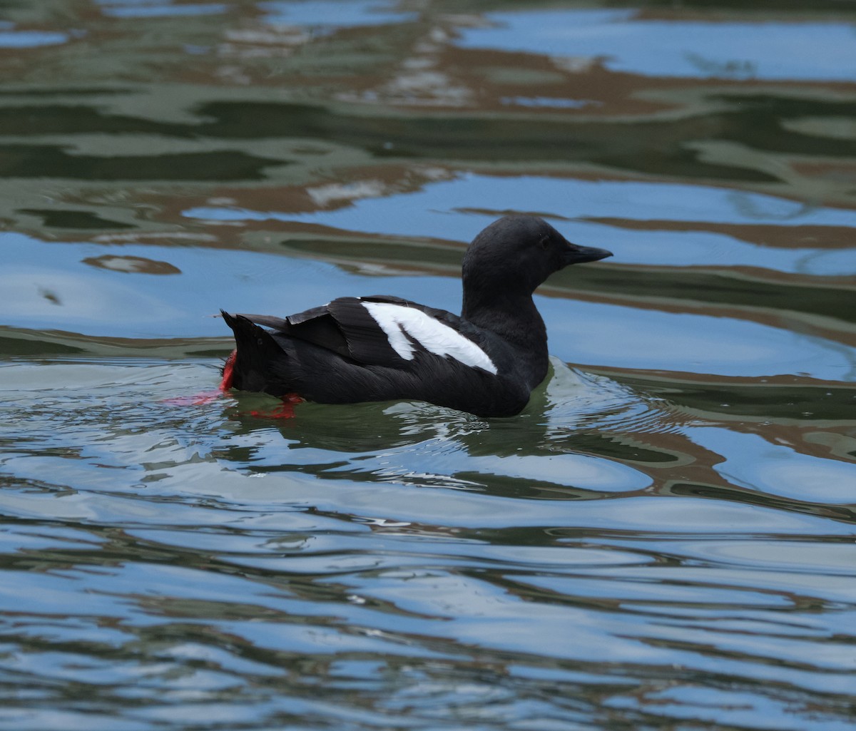 Pigeon Guillemot - ML450527271